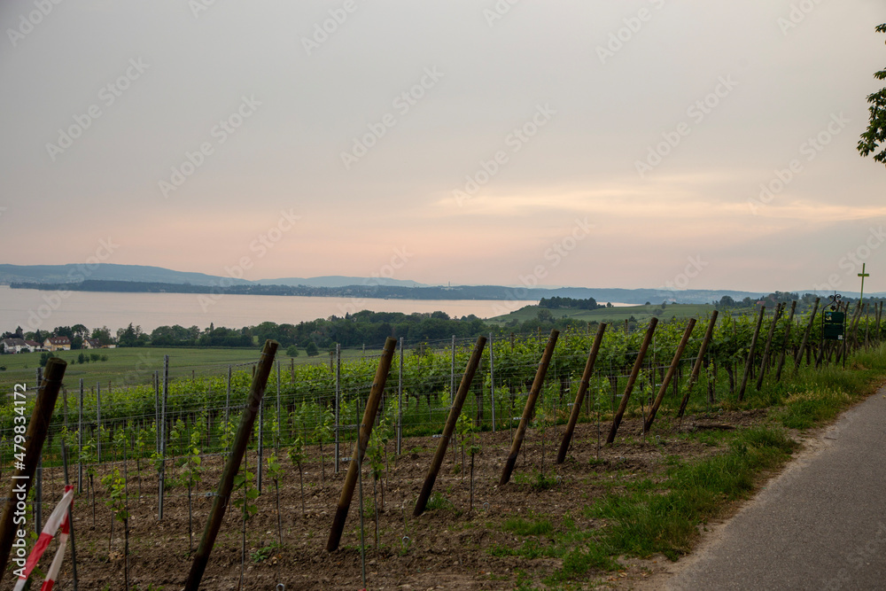 Fototapeta premium vineyard at sunset
