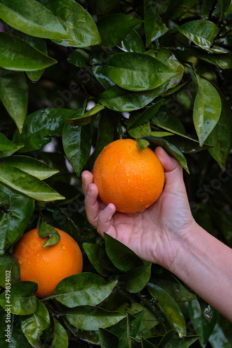 hand holding orange