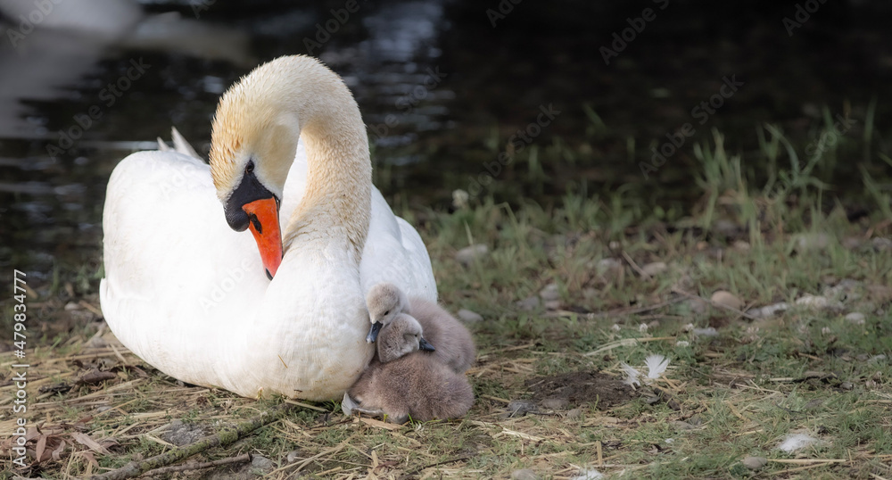 Obraz premium swan on the lake