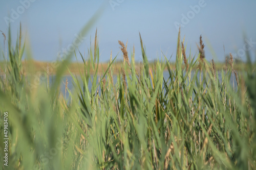 Marram grass with blue sky as background. Dune grass waving in the wind during sun day. Grass silently bowing in the wind. Beach grass as backdrop for branding, calendar, card, banner, cover © vveronka
