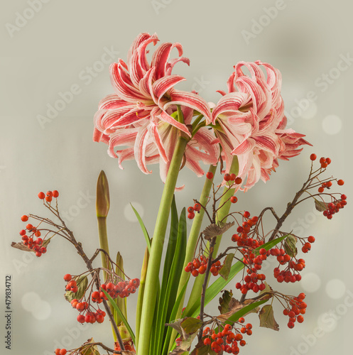 Hippeastrum (amaryllis) 