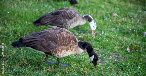 country goose branta canadensis