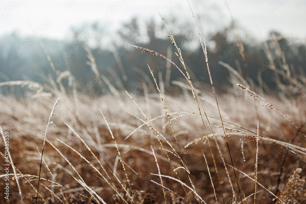 Fototapeta premium Frost covered fall landscape