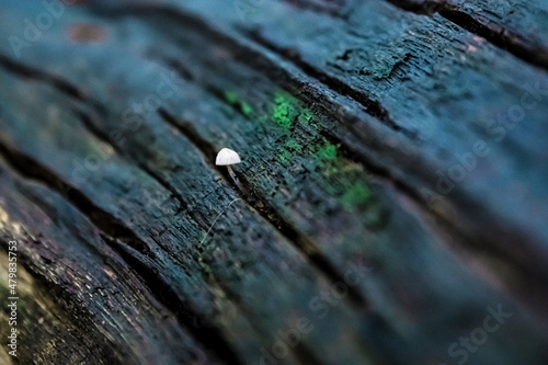 Ein winziger Pilz wächst aus der Rinde eines morschen Baumes heraus