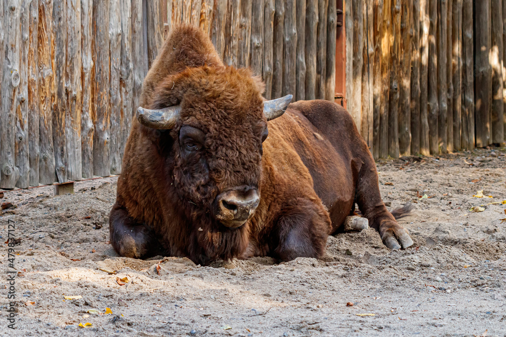 Fototapeta premium beautiful bison lies on the sand
