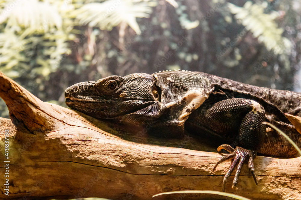 Fototapeta premium Beautiful Black Mexican dragon, iguana Wigmann, Stenosura pectinate sitting on a branch
