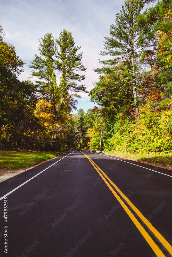 road in the fall forest