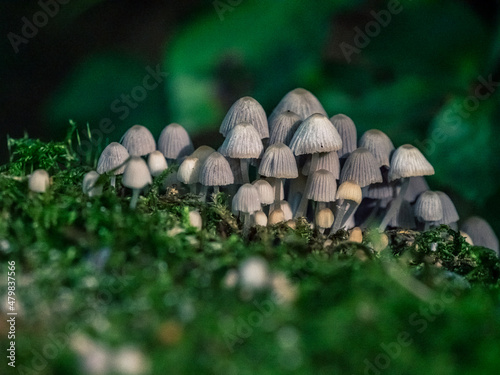 Eine Gruppe von Glimmertintlingen (Pilzen) auf einem bemoosten Baumstamm