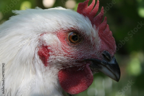 Jeune coq light sussex, vu de proche de la tête photo