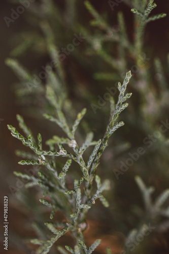 frost on a fern © govorushka