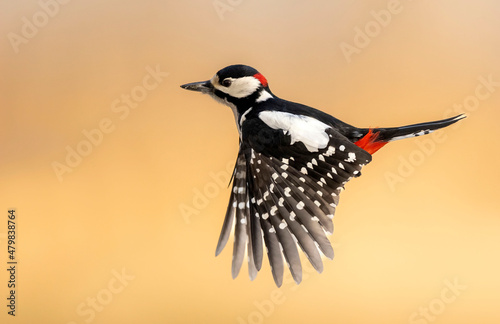 Obraz na płótnie Great Spotted Woodpecker ( Dendrocopos major )