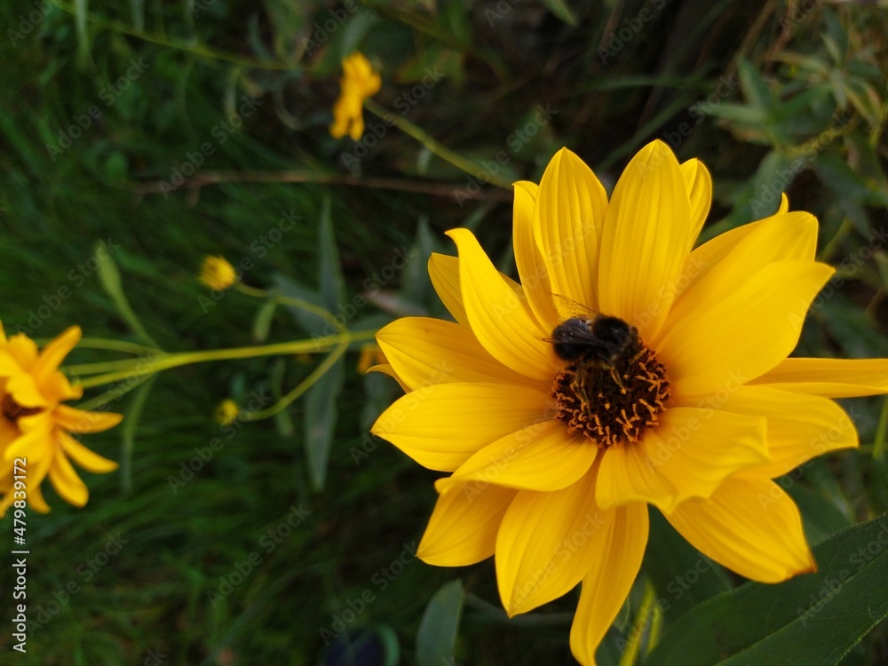 yellow flower in the garden and a bee