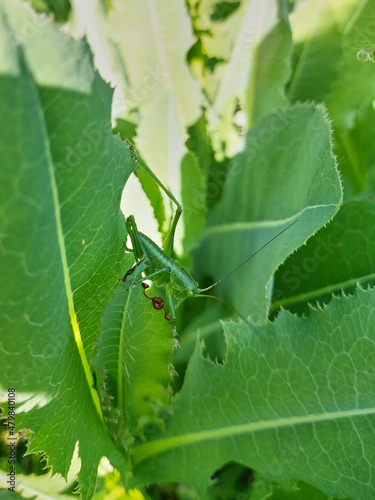 a green grasshopper sitting on young green leaves, grass. Side view of an insect. Mimicry in nature. Natural botanical background.