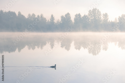 Single duck floating on a morning lake. Foggy tranquil dawn scenery.