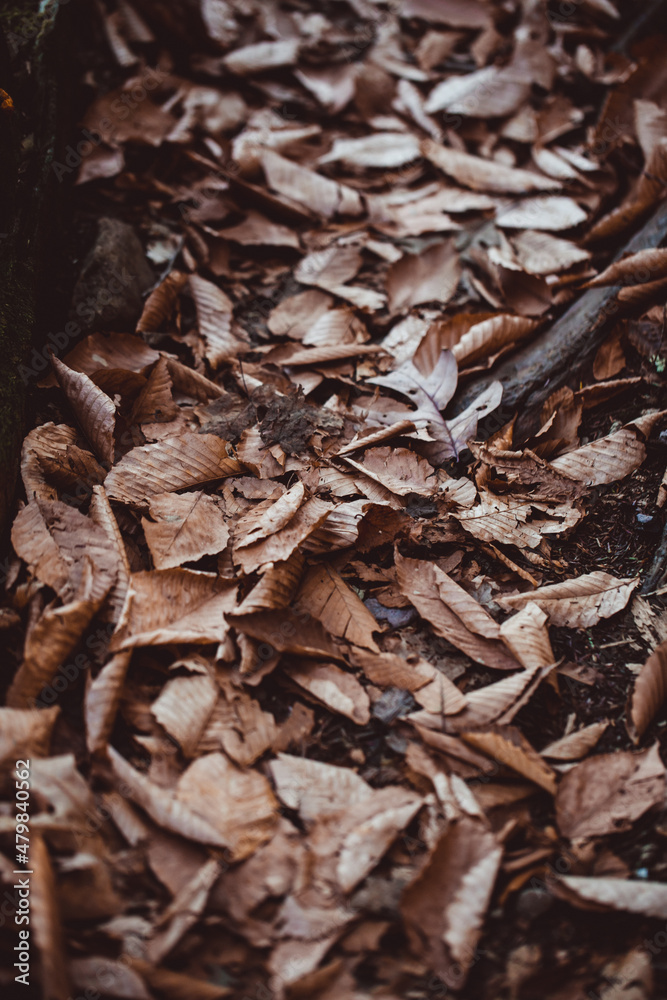 brown fallen leaves on the small forest road brown fallen leaves on the small forest road