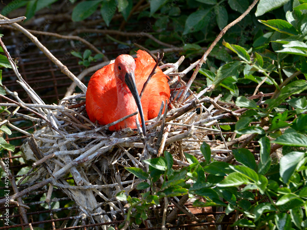 Scarlet ibis (Eudocimus ruber) on its nest among the vegetation Scarlet ibis (Eudocimus ruber) on its nest among the vegetation