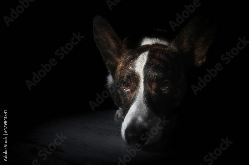 Pies rasy corgi cardigan brązowy na czarnym tle