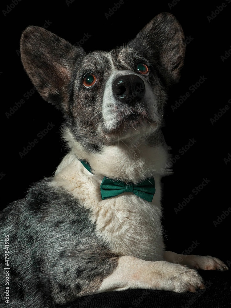 Pies rasy corgi cardigan blue merle na czarnym tle - obrazy, fototapety, plakaty 