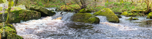 stream in the forest