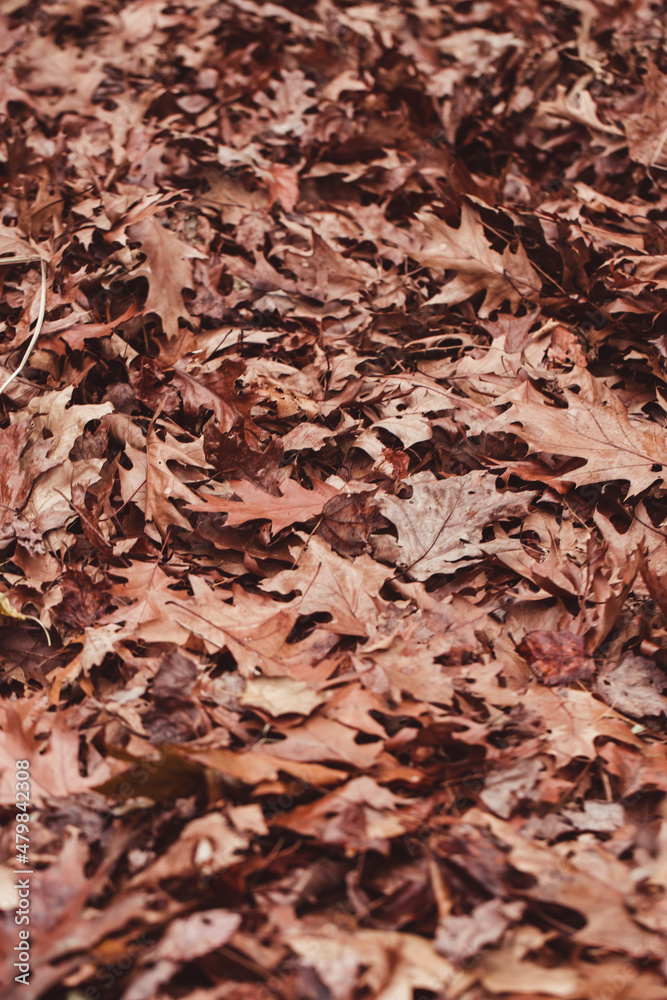 pile of brown and yellow leaves during the fall pile of brown and yellow leaves during the fall