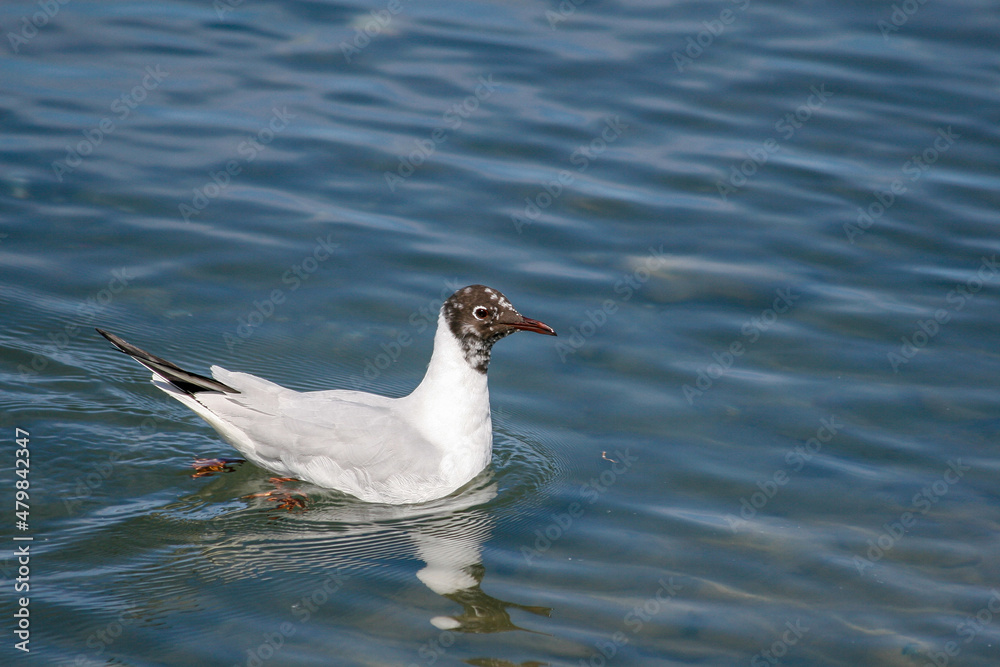 A black-headed gull swimming in the sea