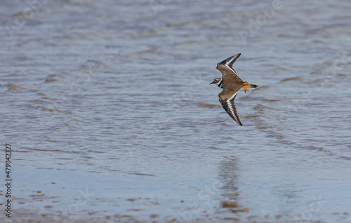 Shorebirds on Atlantic beach shore © Jen