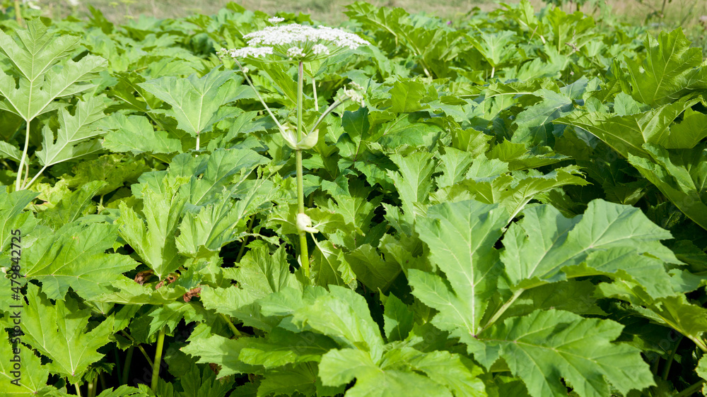 Close up of Hogweed leaves, Heracleum sphondylium. Close up of Hogweed leaves, Heracleum sphondylium.