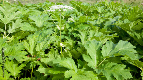 Close up of Hogweed leaves, Heracleum sphondylium.