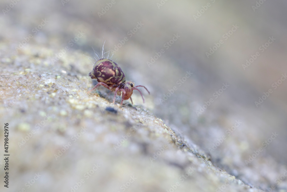 Globular springtail Dicyrtomina ornata or fusca in very close view