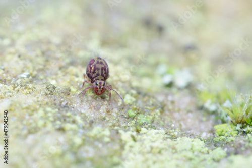 Globular springtail Dicyrtomina ornata or fusca in very close view © denis