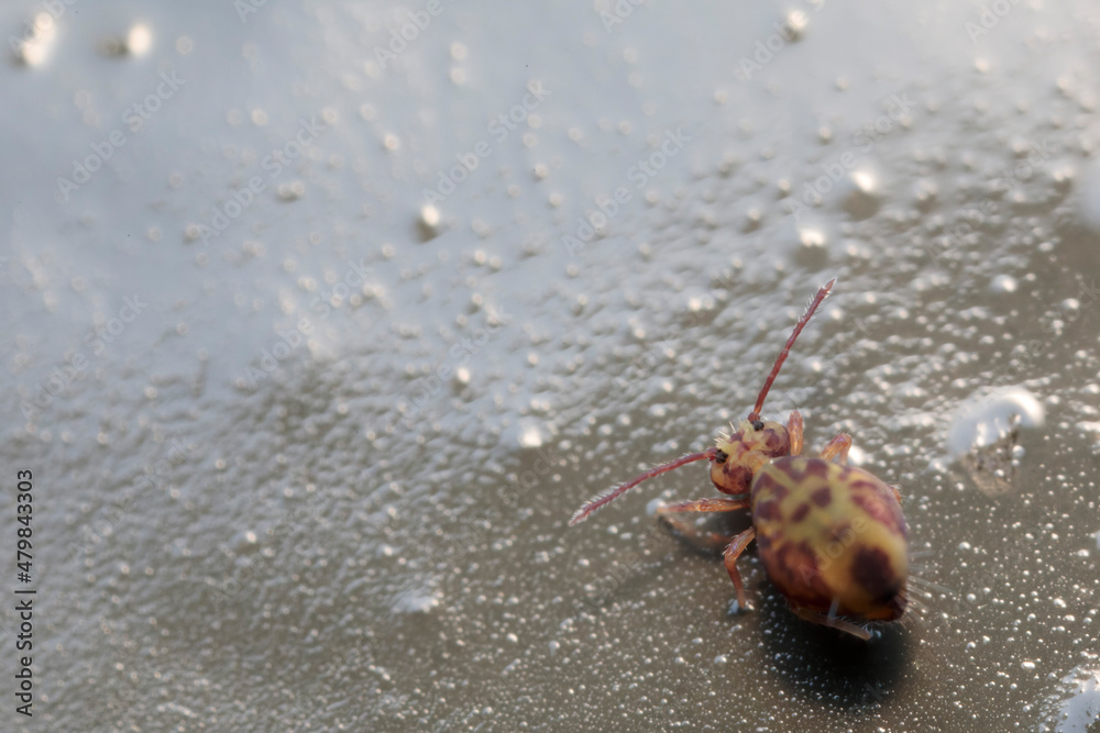 Globular springtail Dicyrtomina ornata or fusca in very close view Globular springtail Dicyrtomina ornata or fusca in very close view