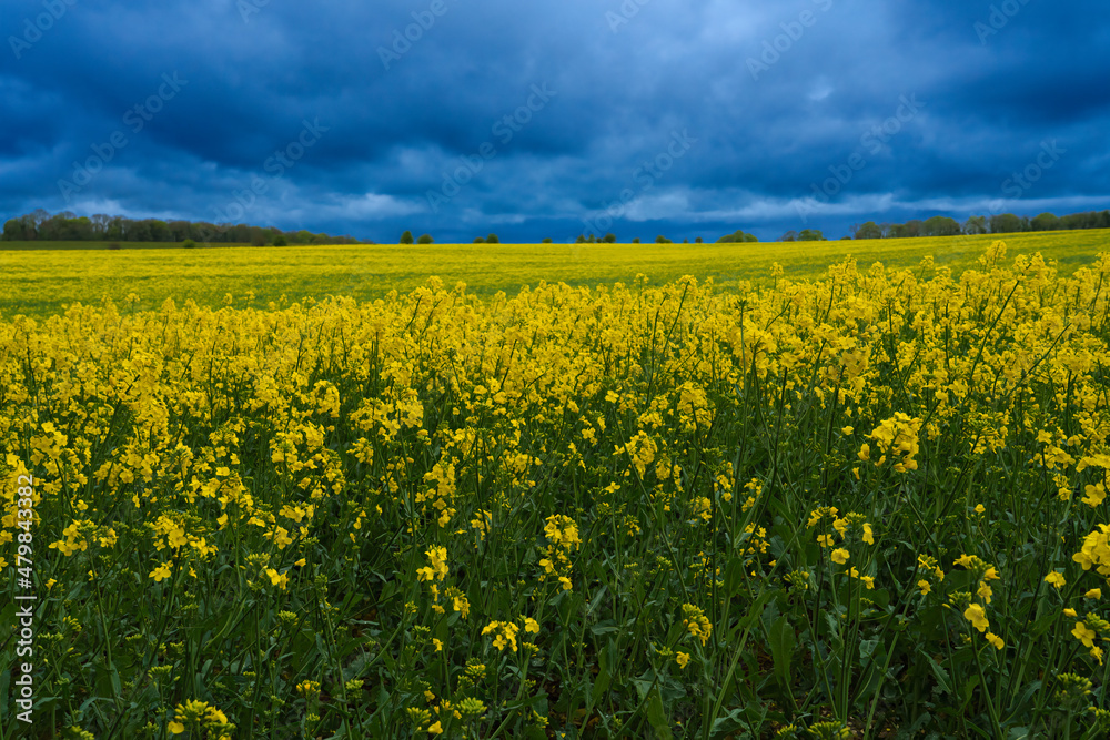 a bright yellow field full of rapeseed (Brassica napus) 
flowers under a foreboding dark grey thunder storm cloud sky