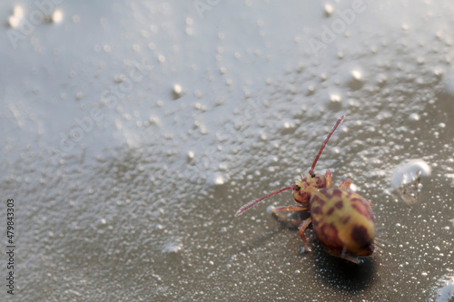 Globular springtail Dicyrtomina ornata or fusca in very close view