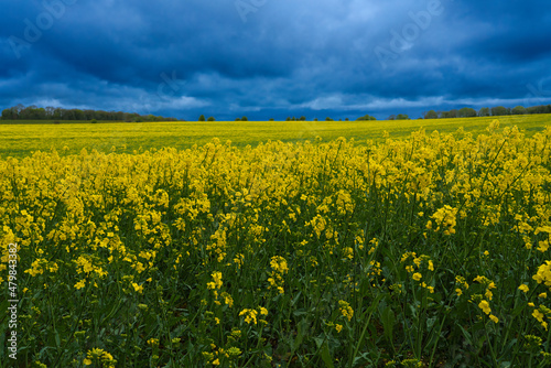 a bright yellow field full of rapeseed (Brassica napus)  flowers under a foreboding dark grey thunder storm cloud sky © Martin
