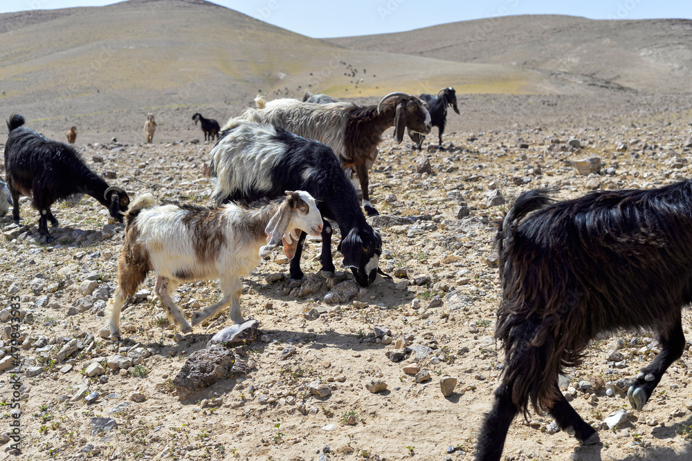 Goat flock in naked mountains. Herd of Bedouin sheep and goats in the desert on a hill with clear sky. Goats in the rocky desert, Israel. Bedouin goats Goat flock in naked mountains. Herd of Bedouin sheep and goats in the desert on a hill with clear sky. Goats in the rocky desert, Israel. Bedouin goats