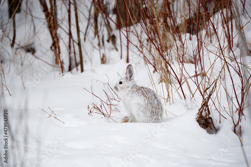 Tablou canvas Snowshoe hare in snowy forest