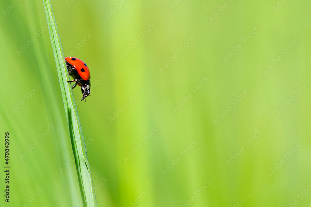 Ladybug on blade of grass with green background Ladybug on blade of grass with green background