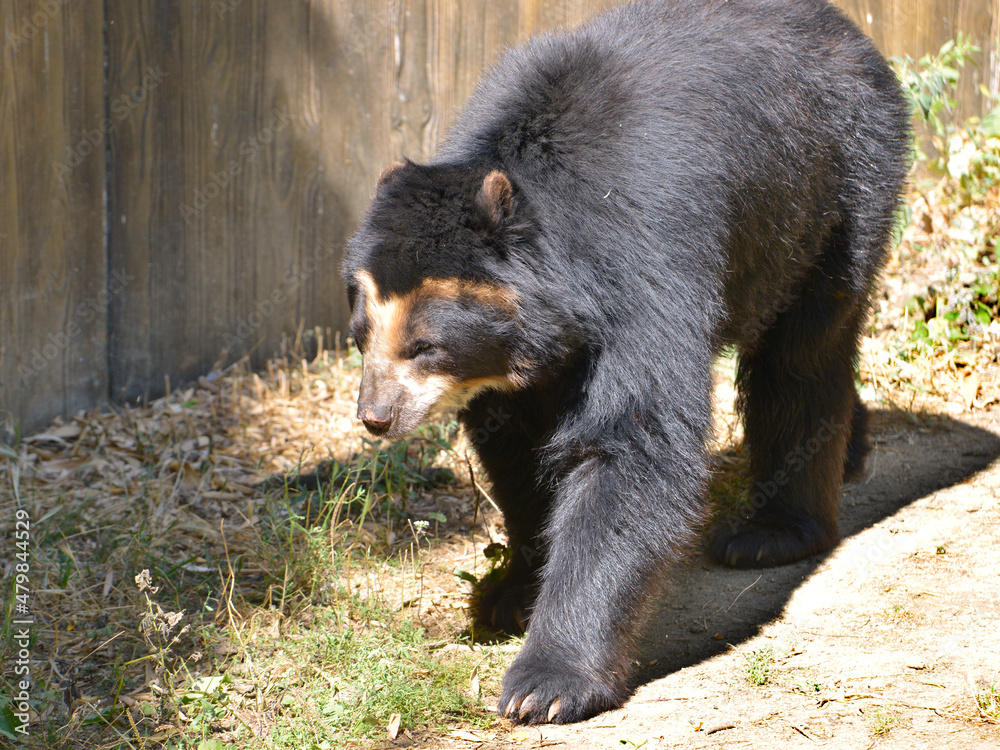 Andean bear (Tremarctos ornatus) also known as the spectacled bear and walking Andean bear (Tremarctos ornatus) also known as the spectacled bear and walking