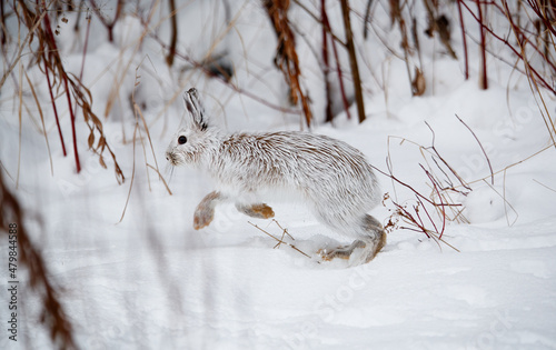 Valokuvatapetti Snowshoe hare in snowy forest