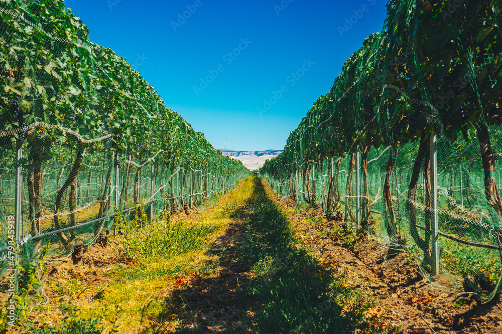 vineyard grape vines