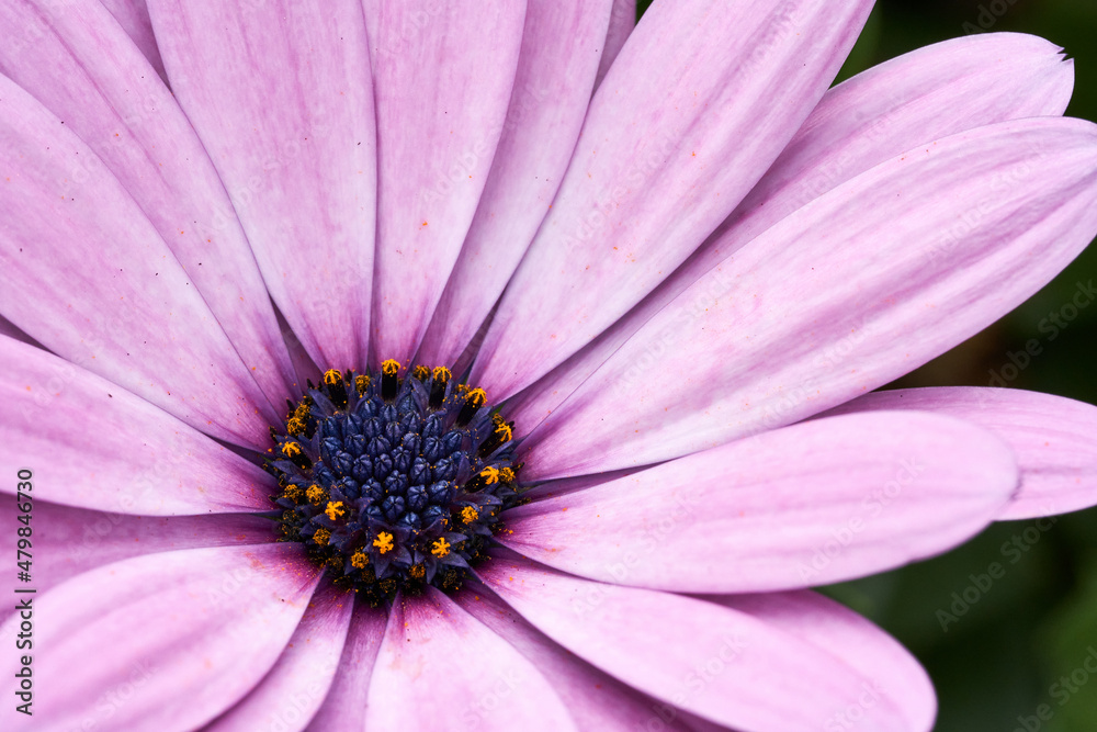 Cape Daisy, Herbers oder Cape Marguerite. Close-Up Cape Daisy, Herbers oder Cape Marguerite. Close-Up