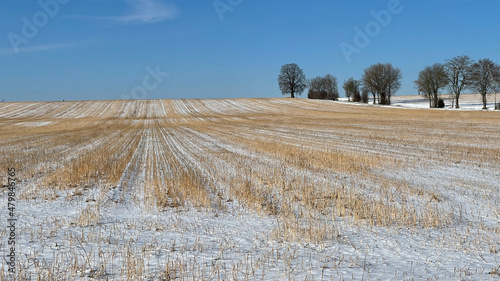 landscape with trees