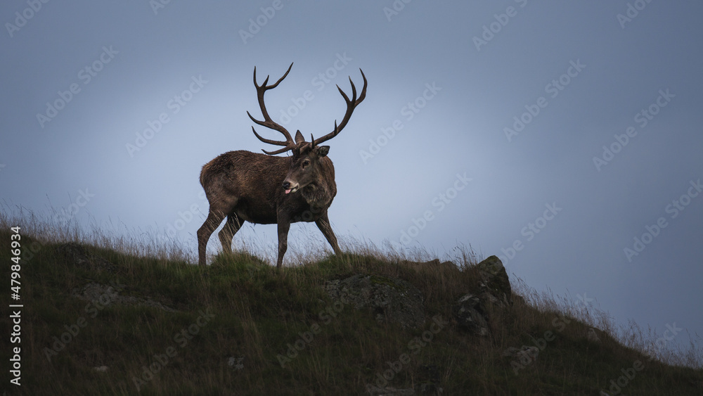 A deer with a sticking tongue out during the autumn rut. - obrazy, fototapety, plakaty 