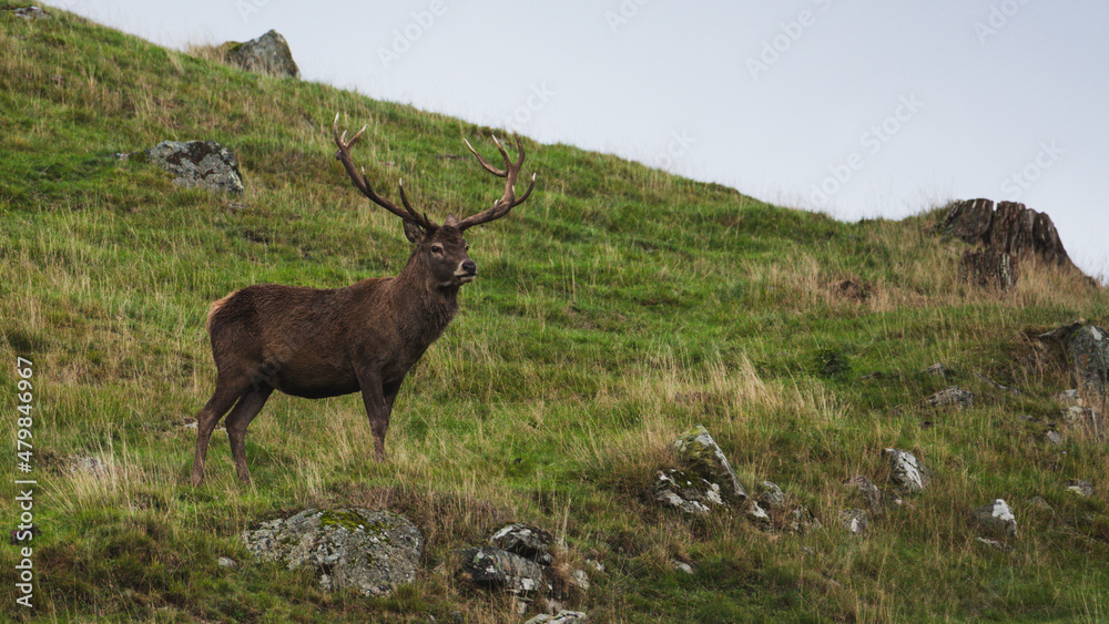 A male deer waiting for a rival during the rut. A male deer waiting for a rival during the rut.