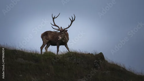 Fototapeta A deer with a sticking tongue out during the autumn rut.