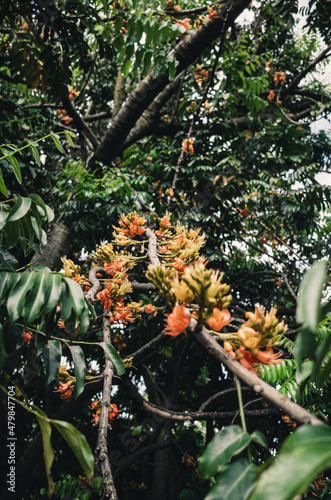 Castanospermum australe black bean tree