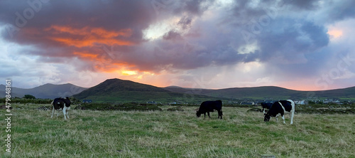 cows on pasture