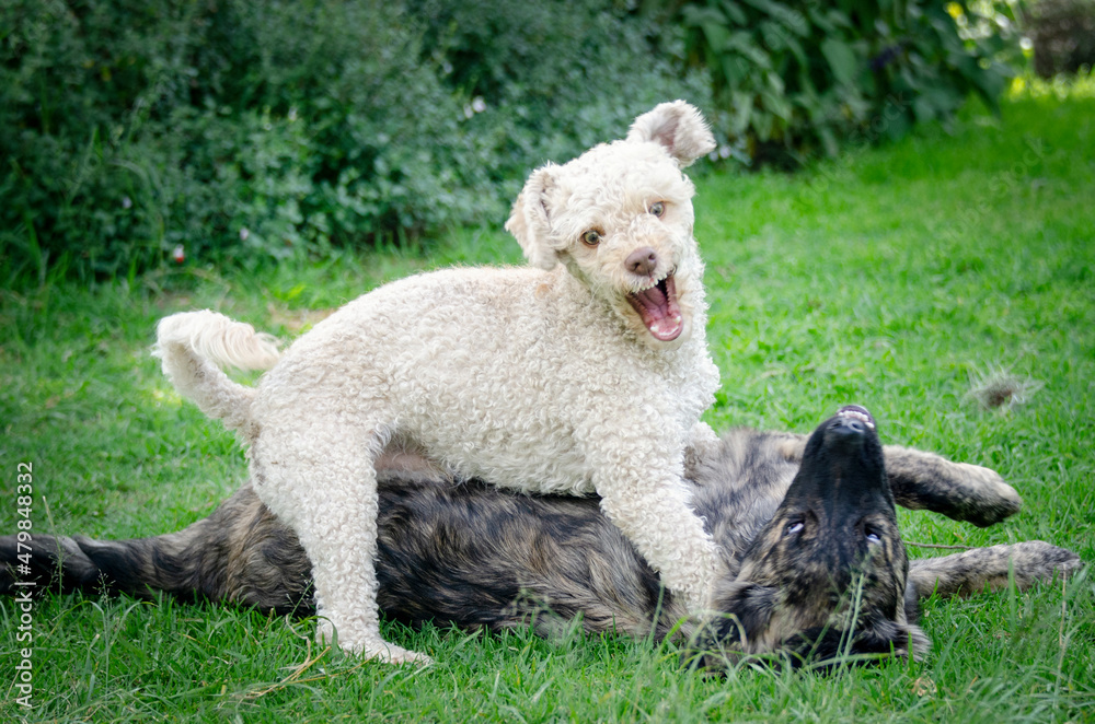 two dogs playing happily in the garden, pets playing.