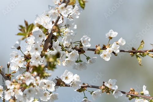 Blooming flower buds on cherry branches. The first flowers on fruit trees. Spring in the garden.