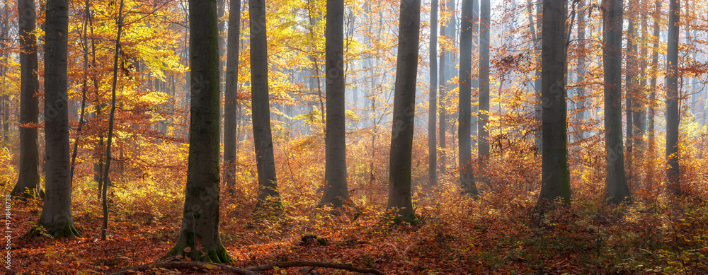 Panoramic Sunny Beech Forest in Autumn